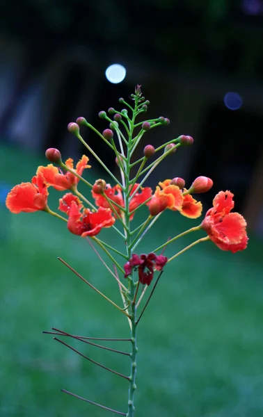 Червона Вогняна Квітка Розмитому Фоні — стокове фото