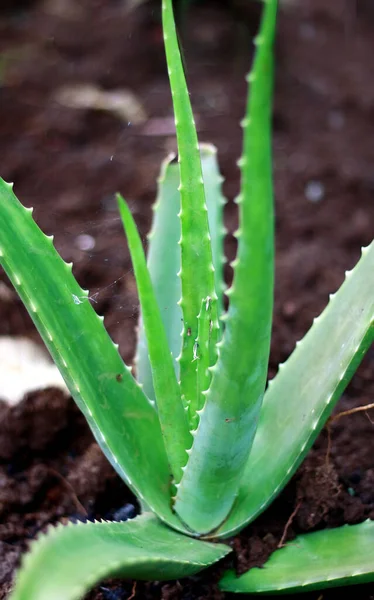 Aloes Vera Roślin Lub Lidah Buaya Ogrodzie — Zdjęcie stockowe