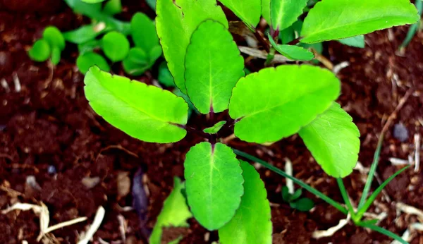 Katedrális Harangok Vagy Kalanchoe Pinnata Növény Kertben — Stock Fotó