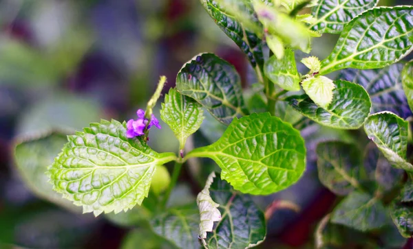 Φυτό Velvetberry Stachytarpheta Mutabilis Στον Κήπο — Φωτογραφία Αρχείου