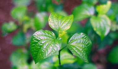 Piper Sarmentosum veya Karok bitkisi bahçede.