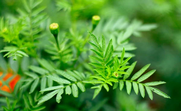 Calêndula Mexicana Planta Tagetes Erecta Jardim — Fotografia de Stock