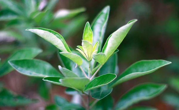 Roślina Legundi Lub Vitex Trifolia Ogrodzie — Zdjęcie stockowe