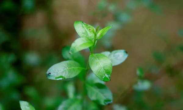 Árbol Henna Lawsonia Inermis Crecen Jardín — Foto de Stock