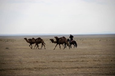 Kazakistan deve sürüsü sürücü
