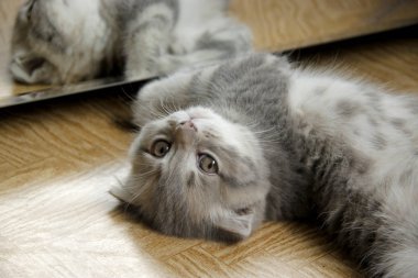 güzel ev kedi fotoğraf