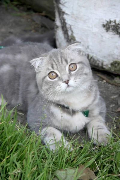 güzel ev kedi fotoğraf