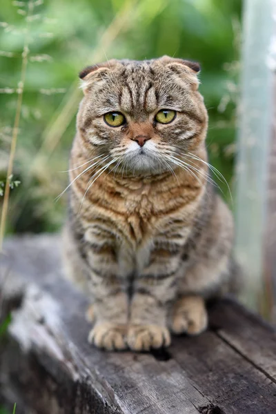 Hermosa Casa Gato Foto — Foto de Stock