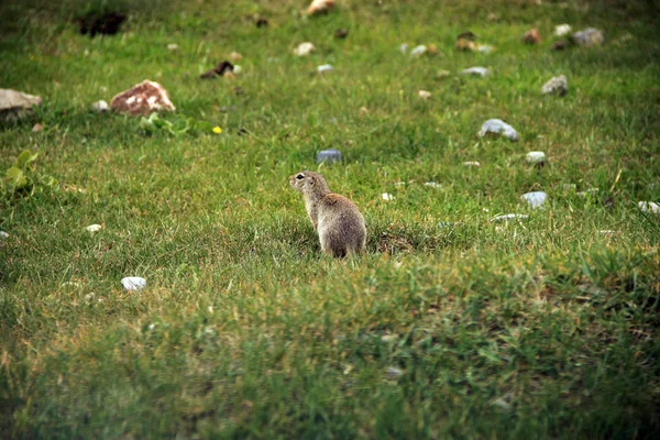 vahşi gopher Tarih alanı