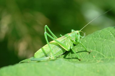 üzerindeki bir bitkinin yaprak yeşil çekirge