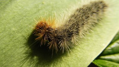 Shaggy dikenli caterpillar üzerindeki bir bitkinin yaprak