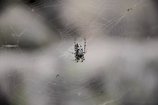 Kendi Web Üzerinde Büyük Bir Örümcek — Stok fotoğraf