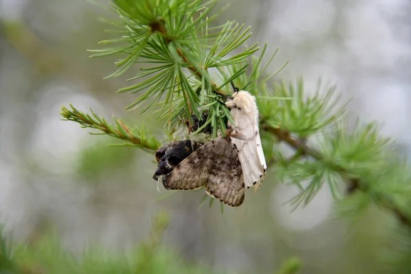 Mal Som Kläckts Från Puppa Grön Gren Lärk — Stockfoto