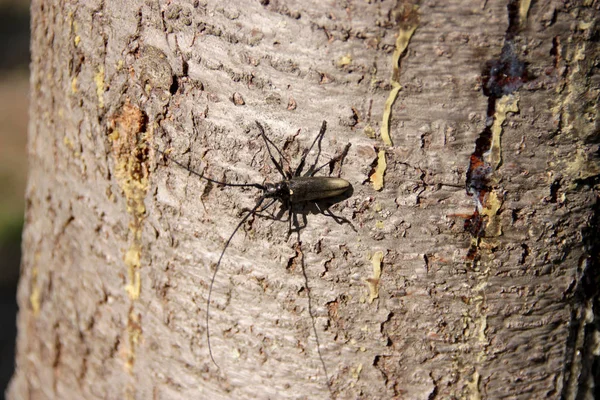 Oduncu Böceği Bir Ağaç Gövdesi Üzerinde — Stok fotoğraf