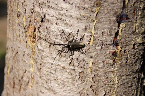 Scarabeo Taglialegna Tronco Albero — Foto Stock