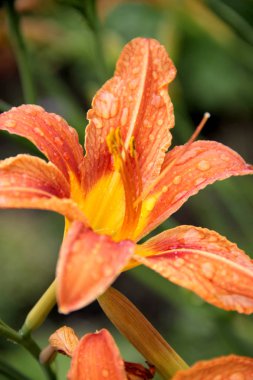 bir bahçe lily çiçek