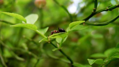 yaban mersini yaprak üzerinde karınca
