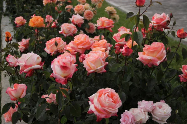 Eine Gartenrosenblume — Stockfoto