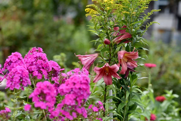 wild and garden flowers