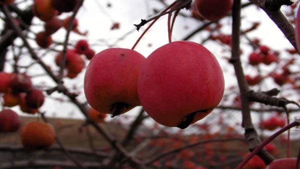 Owoce Dzikiej Apple — Zdjęcie stockowe