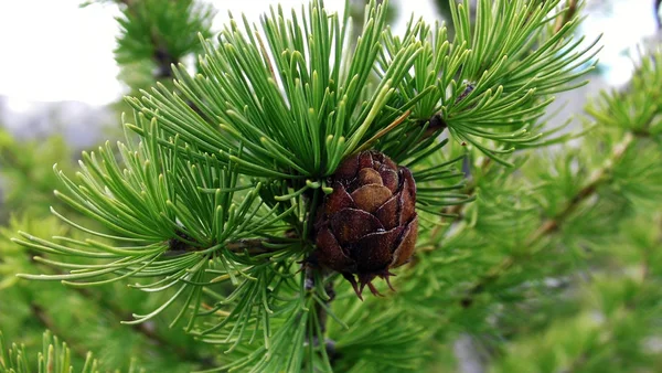 Larch Branch Bump — Stock Photo, Image