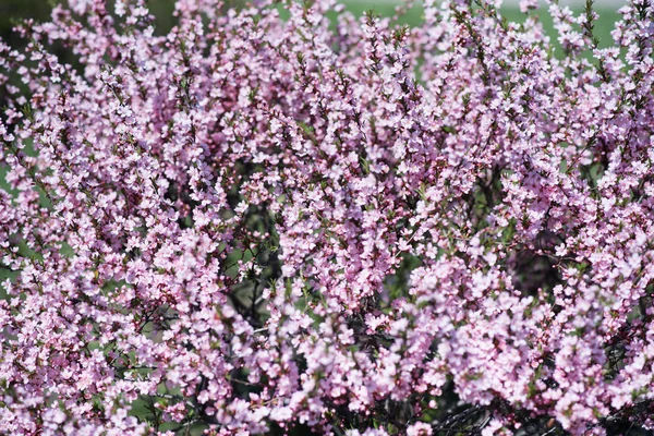  ilkbaharda çiçekli badem Bush