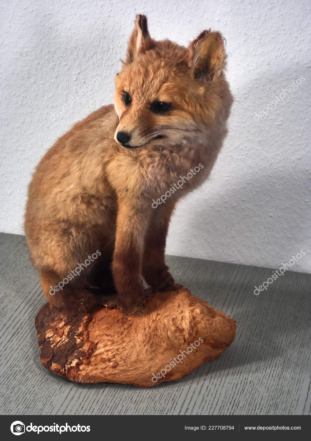 stuffed fox taxidermy