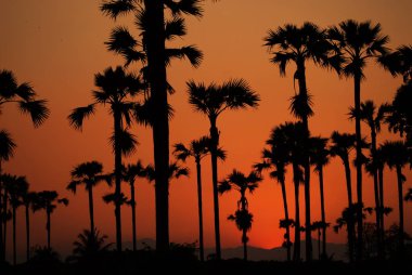 Şeker palm, Toddy hurma günbatımı arka plan, siluet resim ile