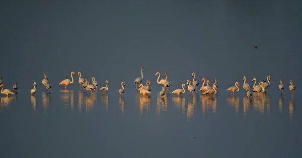 Grupo Flamingos Estão Descansando Lago Noite Inverno — Fotografia de Stock