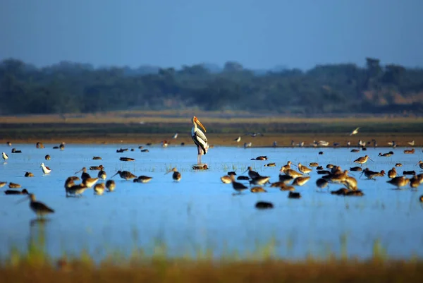 朝の浅い湖でインドトキコウ鳥 — ストック写真