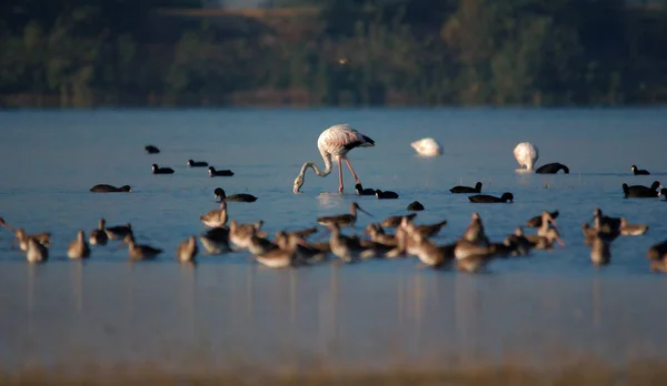 Flamingo Yemek Sığ Göl Için Sabah Arama — Stok fotoğraf