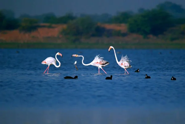 Fenicotteri Stanno Giocando Acque Poco Profonde Lago Inverno Mattina — Foto Stock