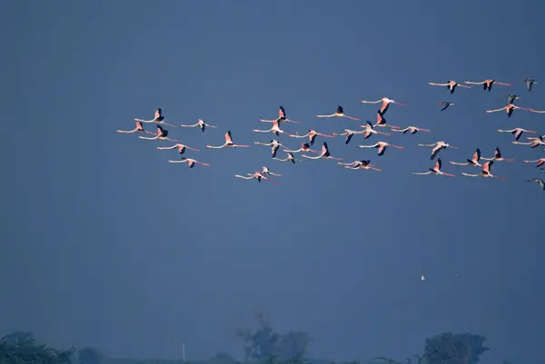 Grupo Flamingos Estão Voando Sobre Lago Nevoeiro Manhã Inverno — Fotografia de Stock