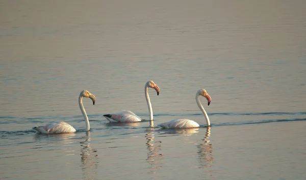 Flamingolar Gölde Kış Sabah Yüzme — Stok fotoğraf