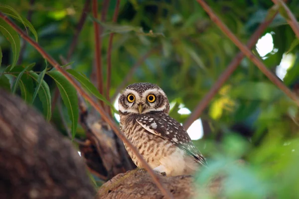Hint benekli owlet ağaçta oturuyor
