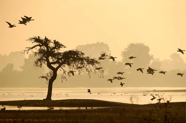 冬の朝の湖の風景 — ストック写真