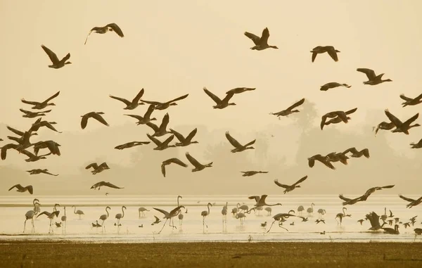 フラミンゴ 灰色の遅れガチョウのグループと他の冬の鳥冬霧の朝湖で飛んで — ストック写真