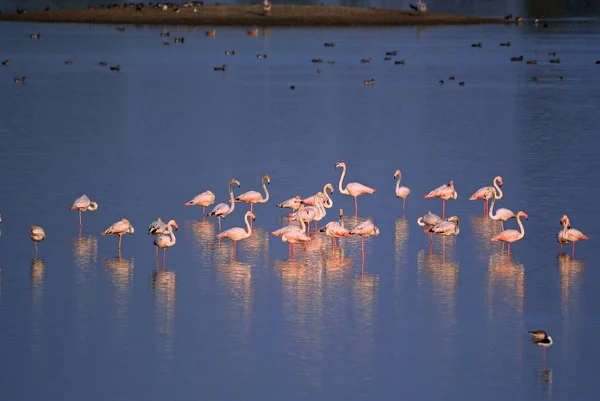 Grupo Flamingos Estão Descansando Lago Noite Inverno — Fotografia de Stock