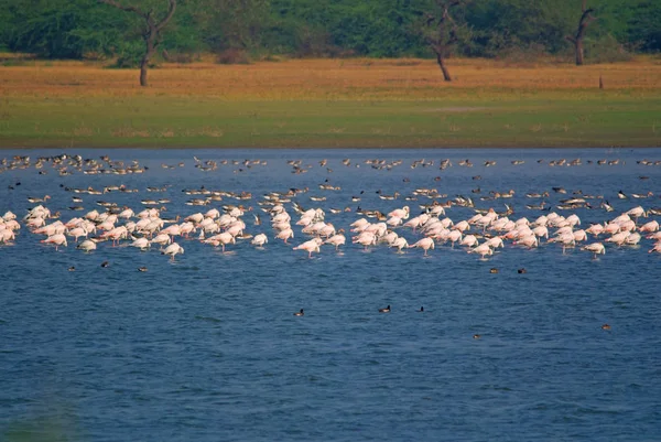Grupo Flamingos Gansos Cinzentos Que Descansam Lago Manhã Inverno — Fotografia de Stock