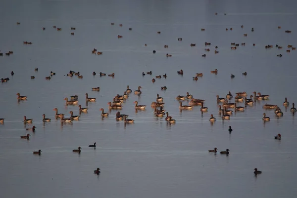 Grande Grupo Ganso Greylag Outras Aves Nadando Lago Noite — Fotografia de Stock