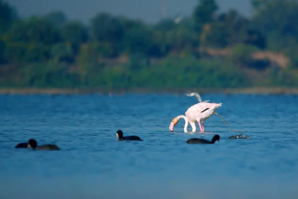 Flamingo Jogando Cocó Água — Fotografia de Stock