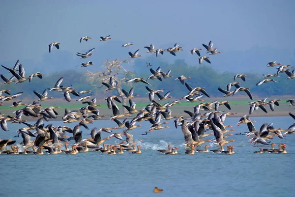 朝の湖で Greyleg のガチョウ鳥のグループ — ストック写真