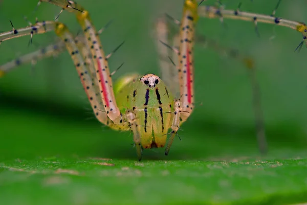 Araña Lince Verde Adulto Sentada Sobre Hoja Verde — Foto de Stock