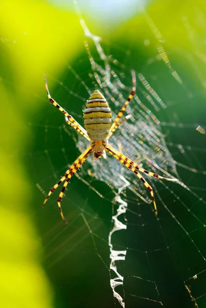 Argiope Aemula Oder Ovale Kreuzspinne Netz Wald — Stockfoto