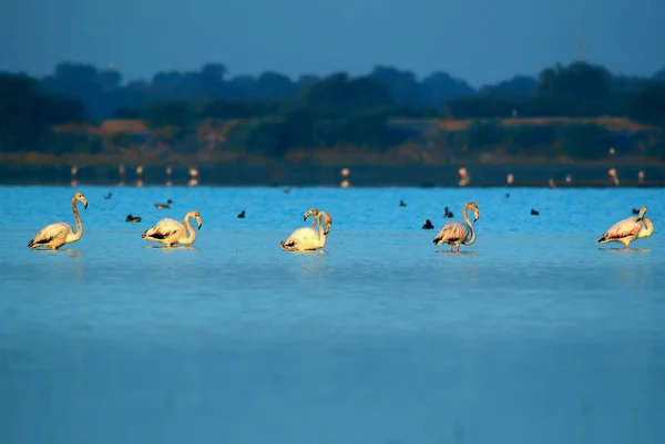 Grupo Flamingos Lago Águas Rasas Manhã Inverno — Fotografia de Stock