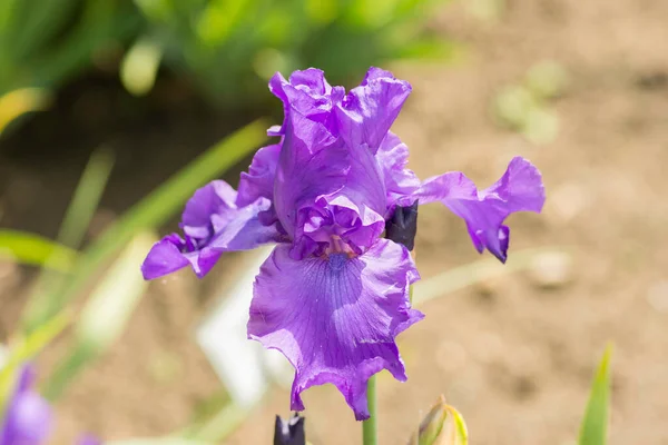 Beautiful blue flag iris flower in the garden