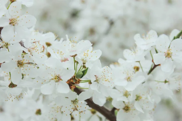Fleurs Blanches Branche Arbre — Photo
