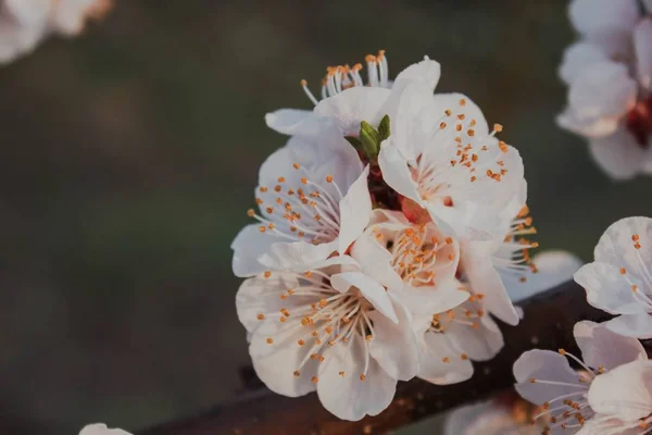 Weiße Blüten Natur Des Gartens — Stockfoto