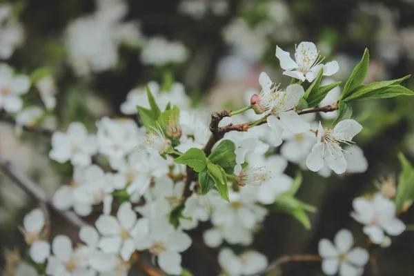 Vita Blommor Träd Blomster — Stockfoto