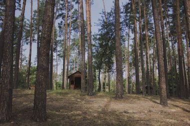 Ormandaki çamlar. Bir sürü ağaç 